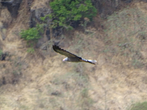 African Harrier-Hawk