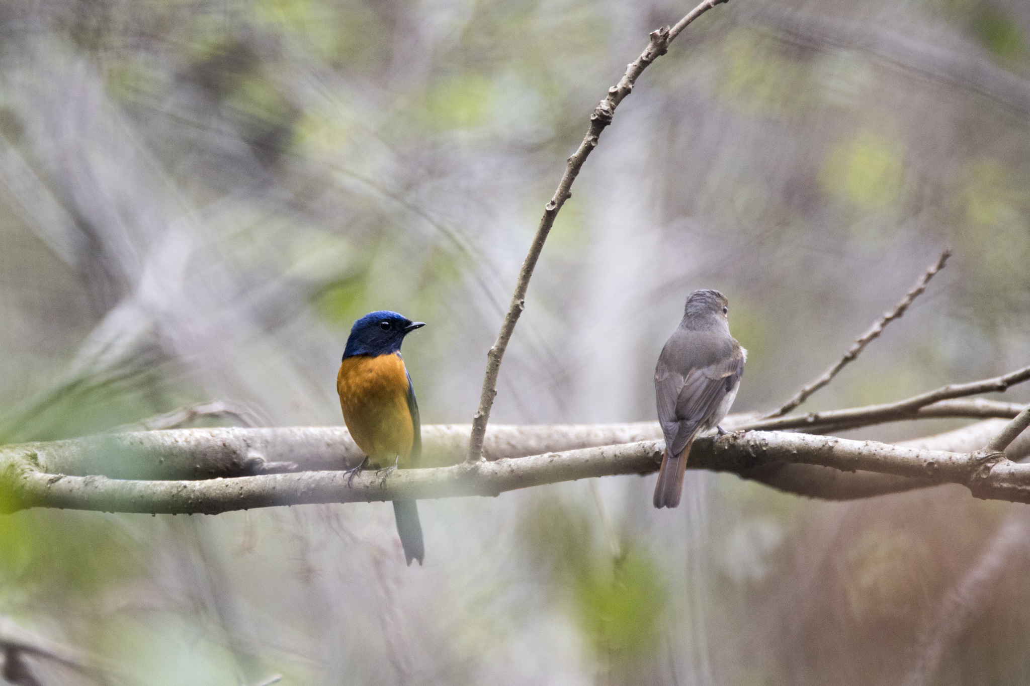 Taiwan Vivid Niltava (Niltava vivida), photo 8