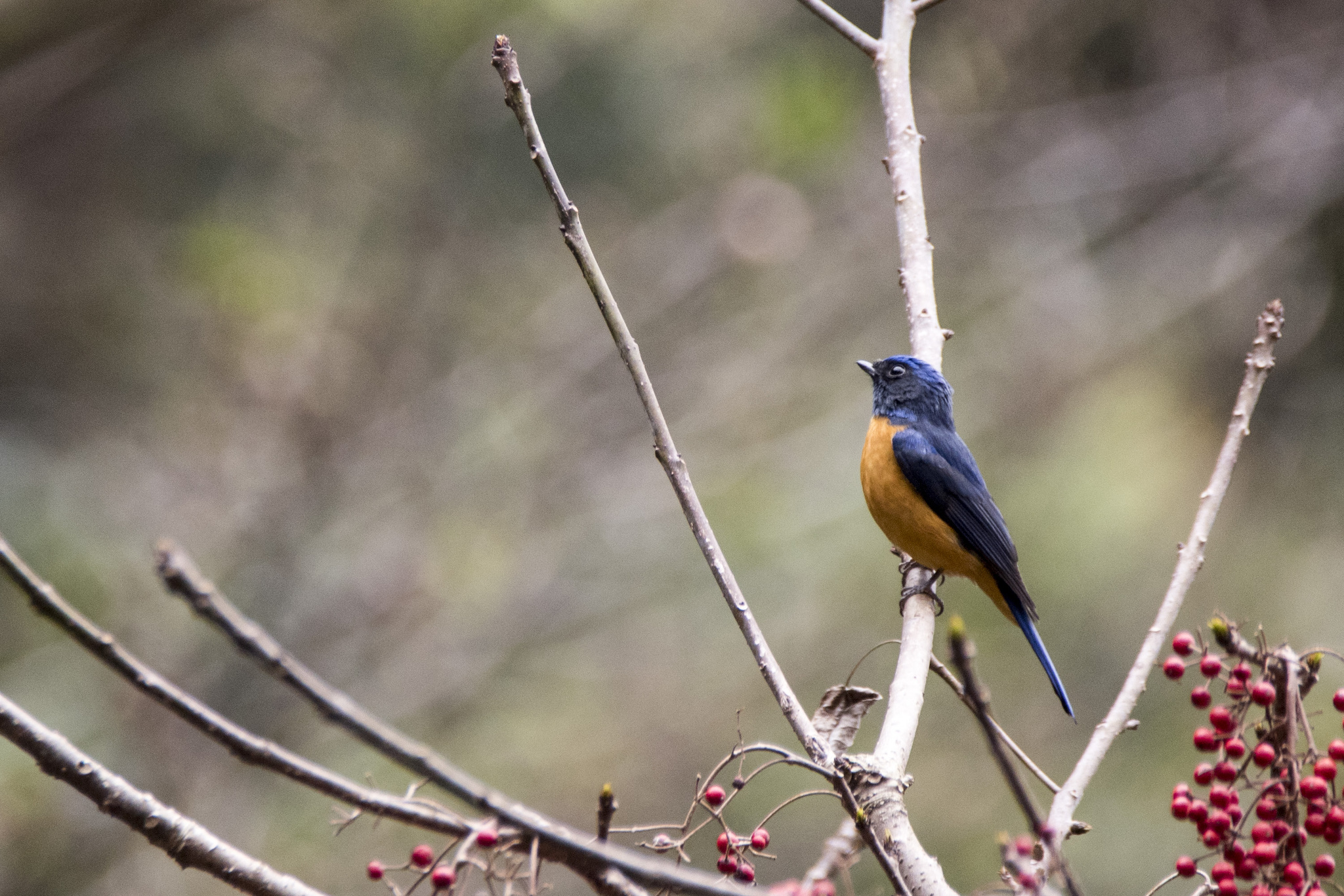 Taiwan Vivid Niltava (Niltava vivida), photo 6