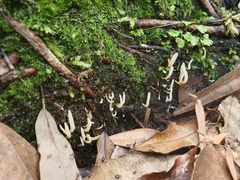 Clavulinopsis amoena