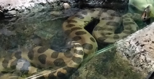 Green Anaconda sighting