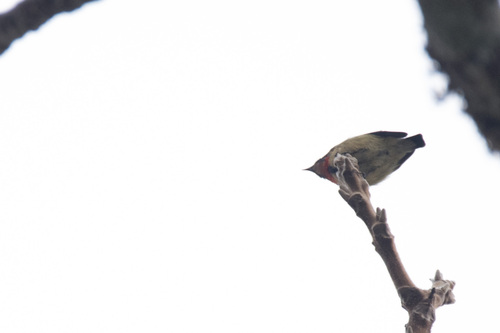 Fire-breasted Flowerpecker (Dicaeum ignipectus), photo 4