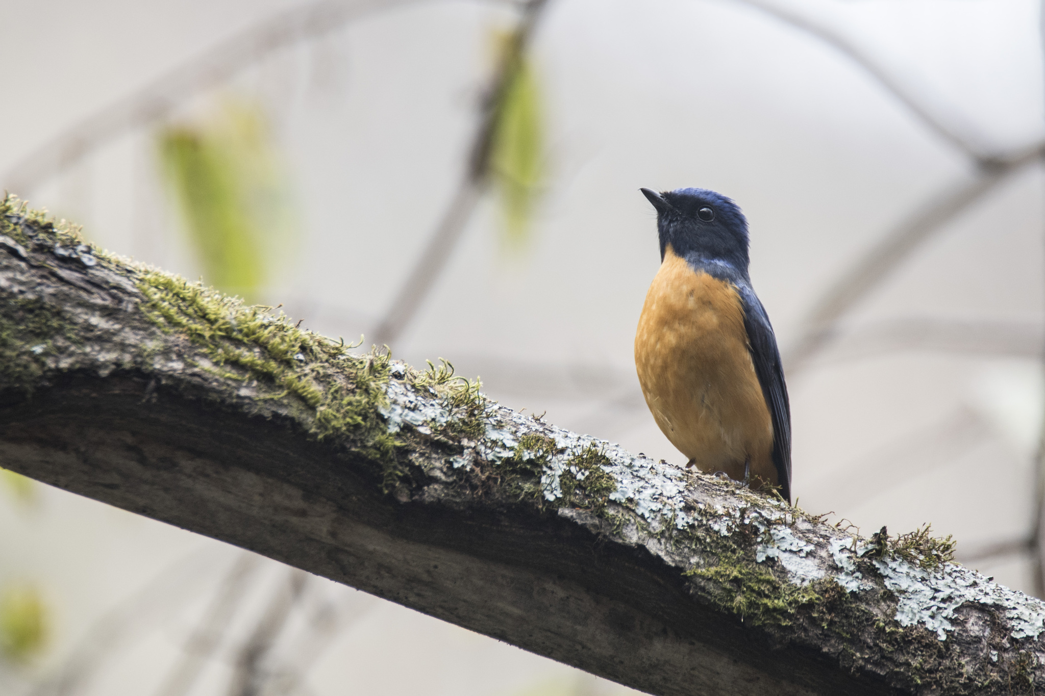 Taiwan Vivid Niltava (Niltava vivida), photo 7
