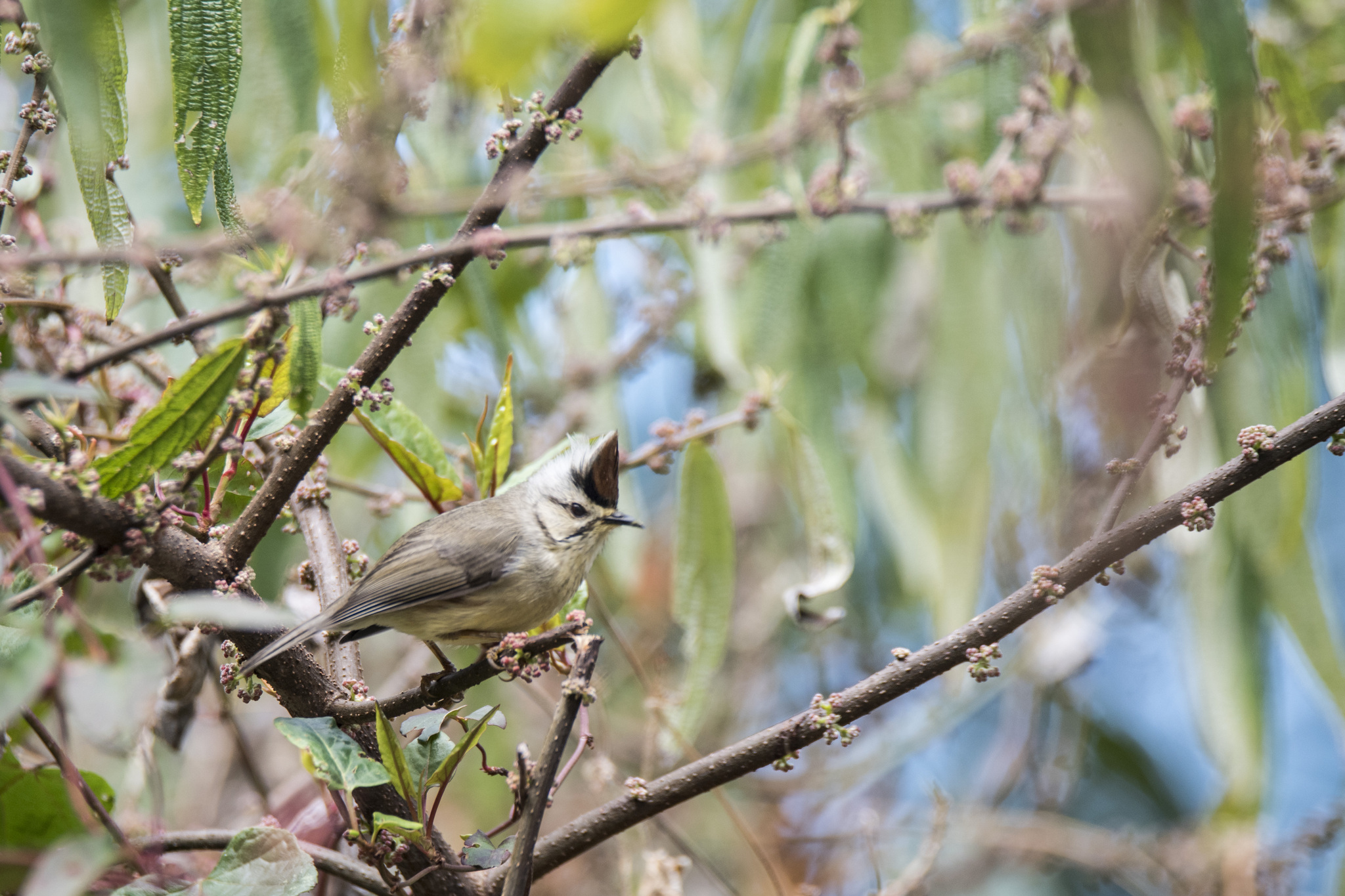 Taiwan Yuhina (Yuhina brunneiceps), photo 2
