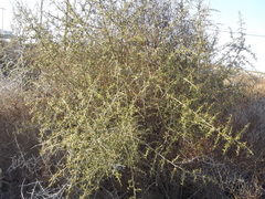 Atamisquea emarginata