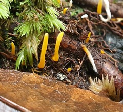 Clavulinopsis amoena