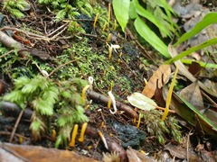 Clavulinopsis amoena