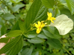 Pseudomussaenda flava