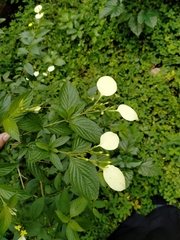 Pseudomussaenda flava