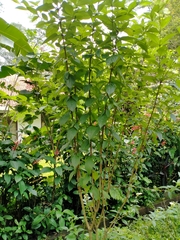 Pseudomussaenda flava