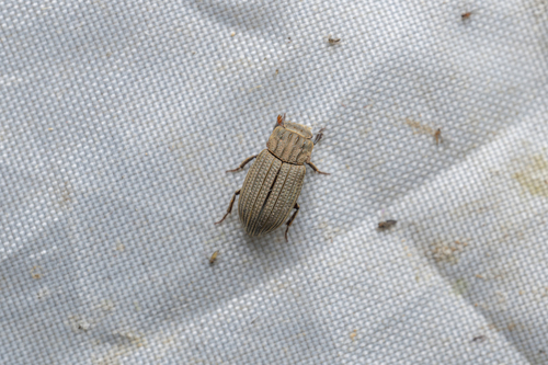 Sybacodes lutulentus