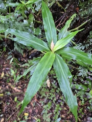 Pollia crispata, photograph author not stated, no rights reserved