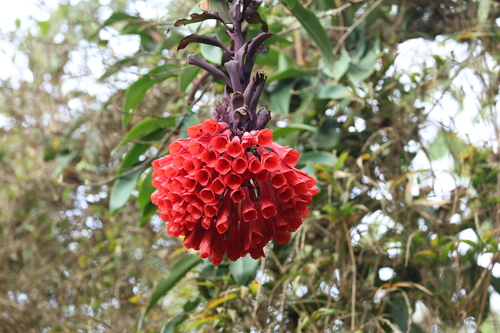 Bomarea patinii