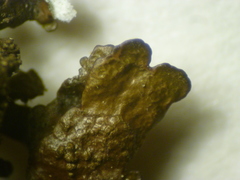 Xanthoparmelia loxodes