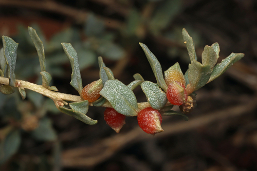 Australian saltbush (Atriplex semibaccata)
