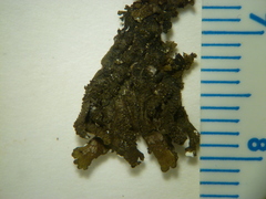 Xanthoparmelia loxodes