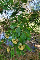 Umbellularia californica