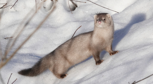 American Mink, photo 7 of 8