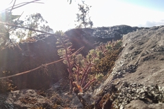 Sedum griseum