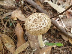 Amanita farinacea