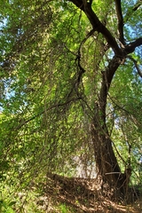 Umbellularia californica