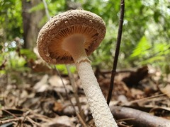 Amanita farinacea