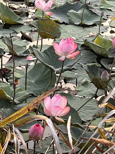 Sacred Lotus