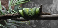 Morelia viridis