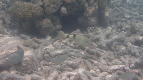 Manybar Goatfish (Parupeneus multifasciatus)