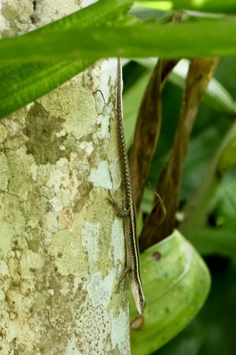 Cryptoblepharus yulensis observed 2026-03-15