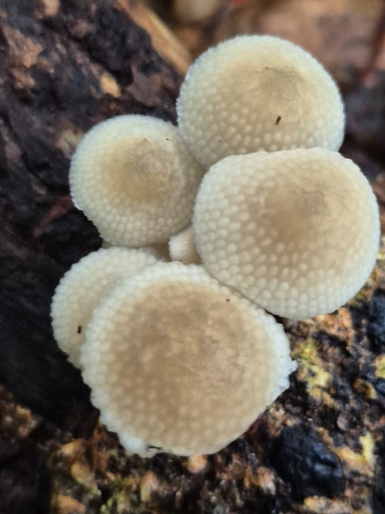 Favolaschia manipularis · March 2026 · photo: © olliesaurus (iNaturalist, CC)