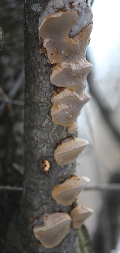 Slyvinė Kempinė nuotrauka