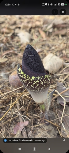 Amorphophallus aphyllus