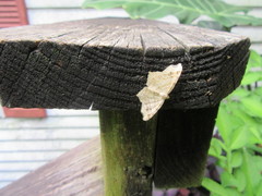 Metarranthis indeclinata