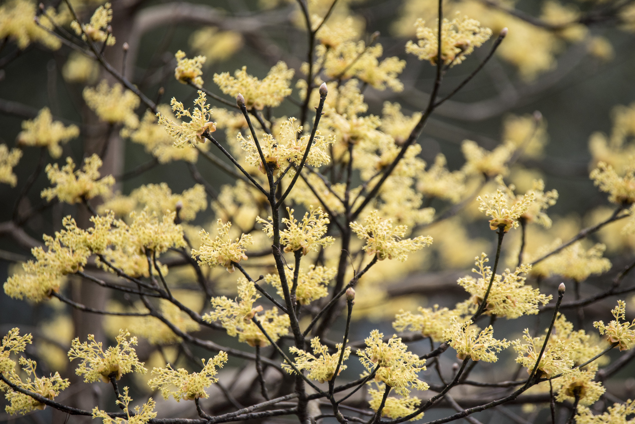 Taiwan Sassafras (Sassafras randaiense)
