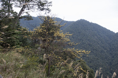 Sassafras randaiense, photograph (c) Licheng Shih, some rights reserved (CC BY)