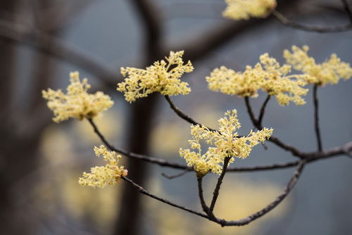 Sassafras randaiense, photograph 1