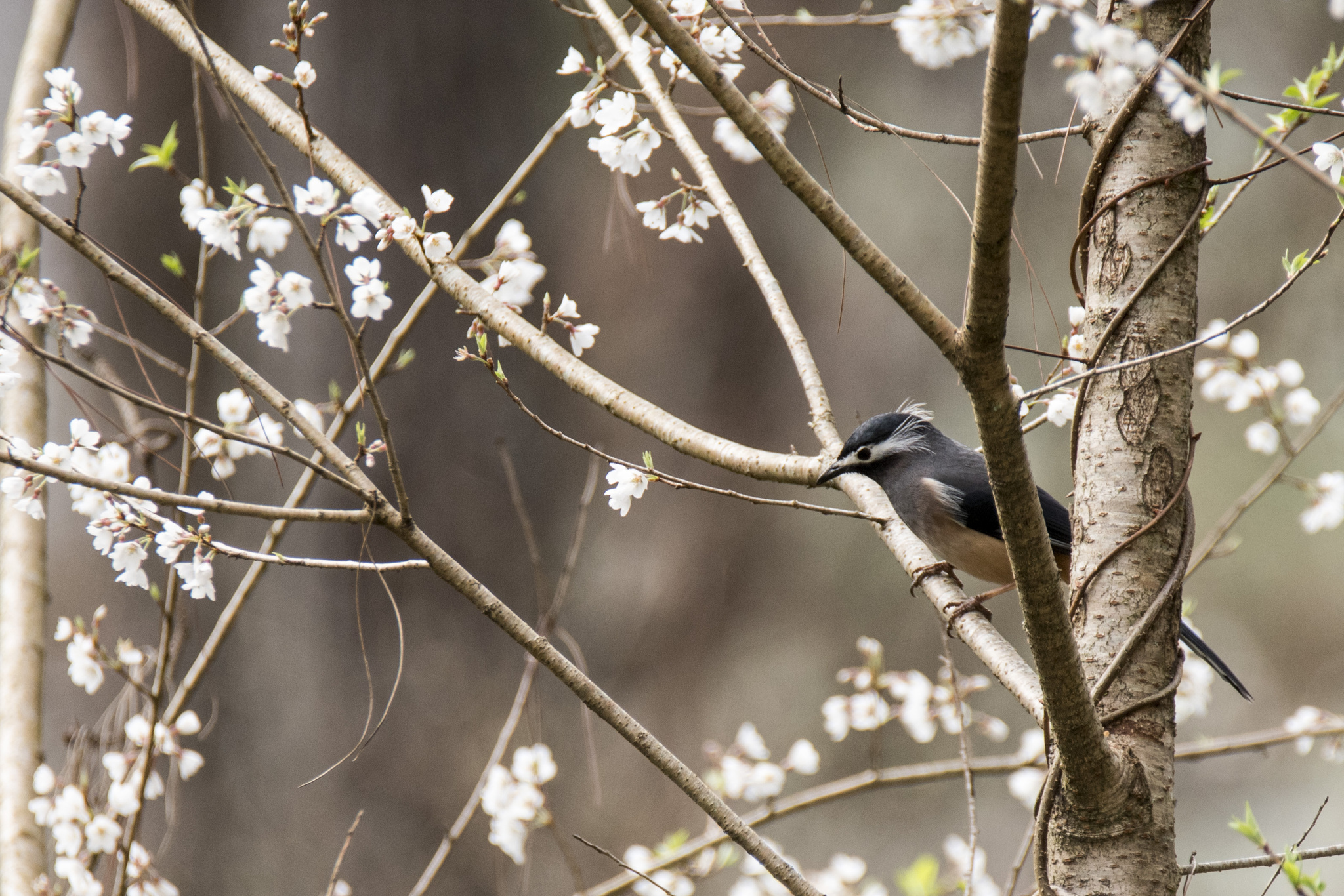 White-eared Sibia (Heterophasia auricularis), photo 4