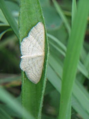 Metarranthis indeclinata