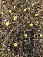 Crocidium multicaule