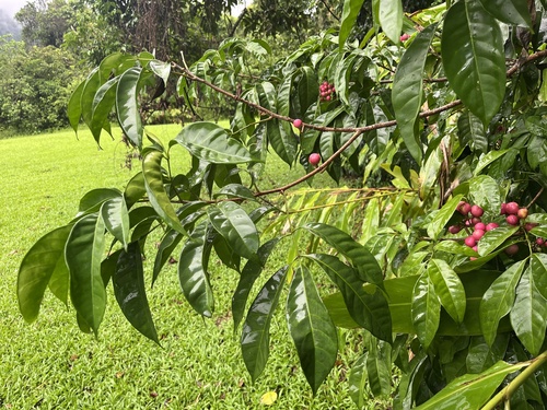 Goniocheton arborescens observed 2026-03-15