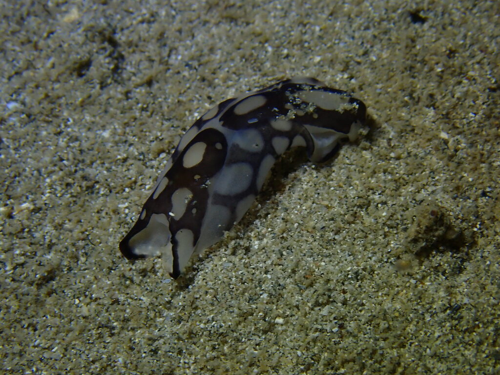 Pilsbry's Head Shield Slug