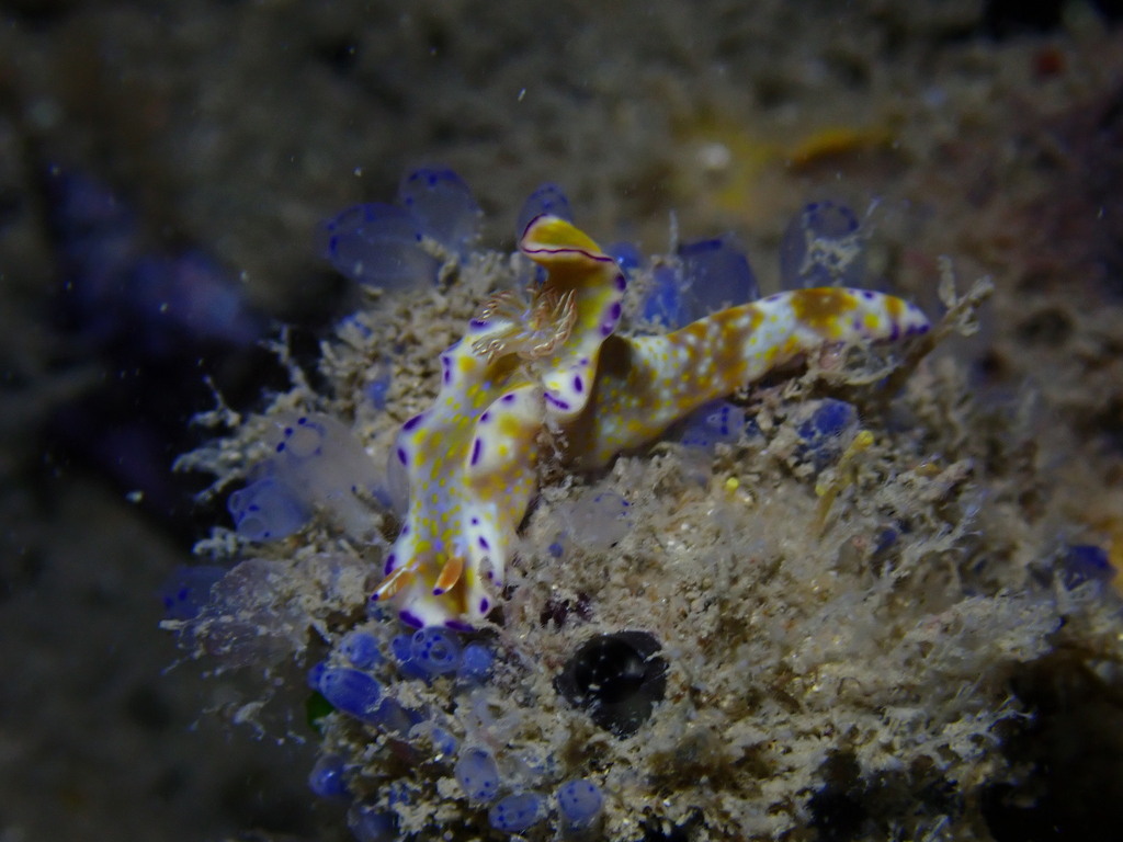 Elongate Pantechnicon Dorid