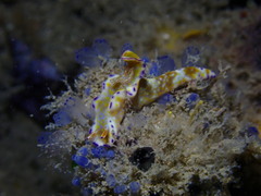 テヌウニシキウミウシ