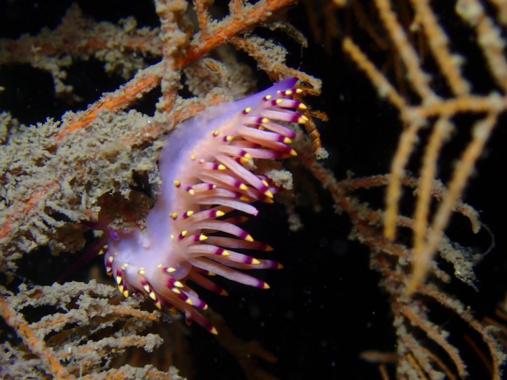 drab aeolid