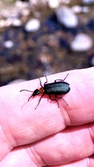Lytta crotchii