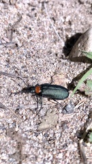Lytta crotchii