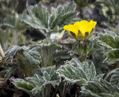 Potentilla × prostrata