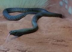 Oxyuranus microlepidotus