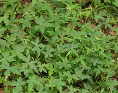 Hydrocotyle geraniifolia